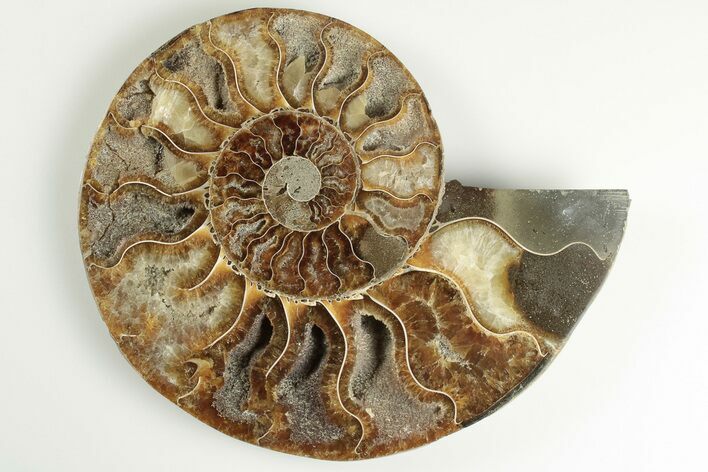 5.55" Cut & Polished Ammonite Fossil (Half) - Madagascar